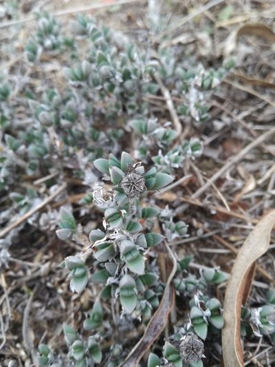 Antimima microphylla, photographed by Jacques van der Merwe