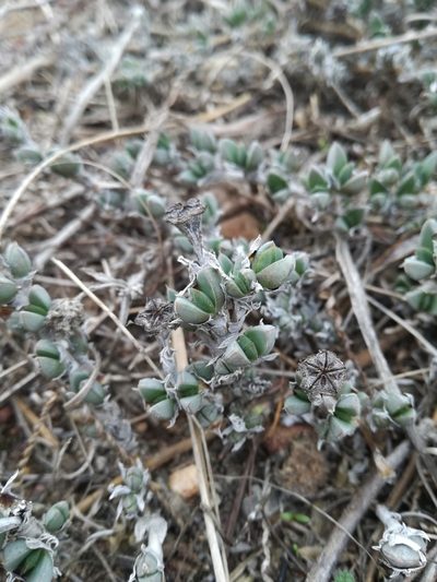 Antimima microphylla, photographed by Jacques van der Merwe