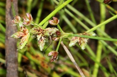 Isolepis inundata, photographed by Russell Best