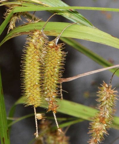 Carex fascicularis, photographed by Russell Best