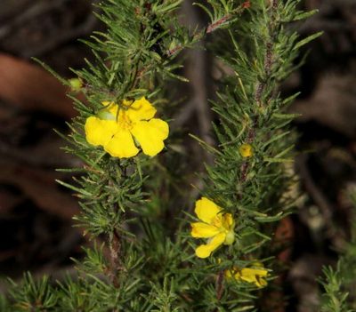 Hibbertia prostrata, photographed by Russell Best