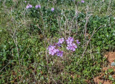 Geranium linearilobum, photographed by Фая Баландина