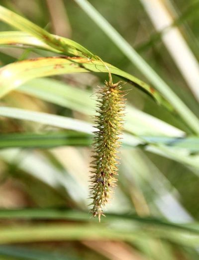 Carex fascicularis, photographed by Russell Best