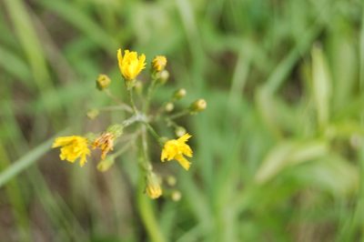 Crepis praemorsa, photographed by Alexander Dubynin