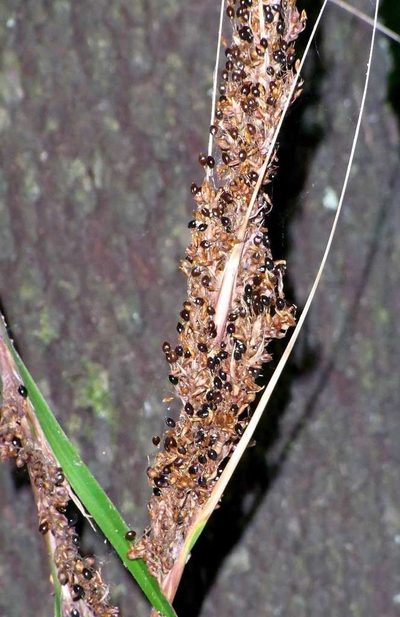 Gahnia melanocarpa, photographed by Russell Best