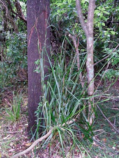 Gahnia melanocarpa, photographed by Russell Best