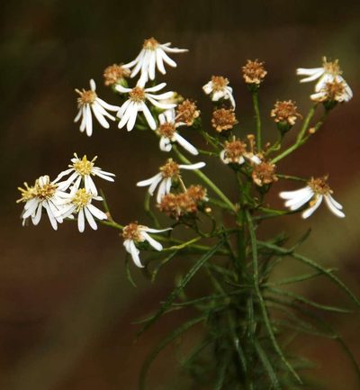 Olearia glandulosa, photographed by Russell Best