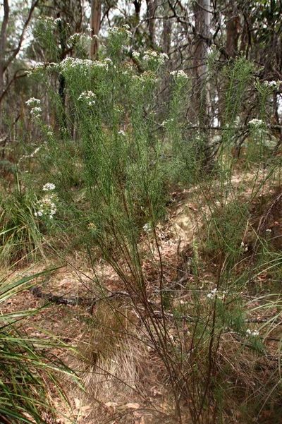 Olearia glandulosa, photographed by Russell Best