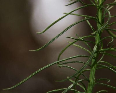 Olearia glandulosa, photographed by Russell Best