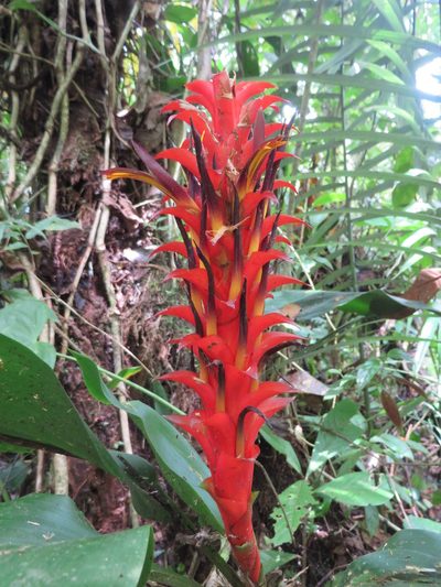 Pitcairnia nigra, photographed by Jens-Christian Svenning