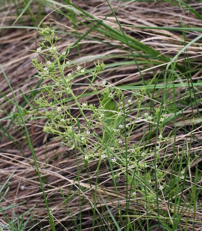 Thesium refractum, photographed by Oleg Kosterin