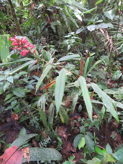 Renealmia sessilifolia, photographed by Jens-Christian Svenning
