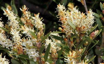 Orites lancifolius, photographed by Russell Best
