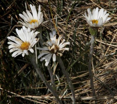 Celmisia pugioniformis, photographed by Russell Best