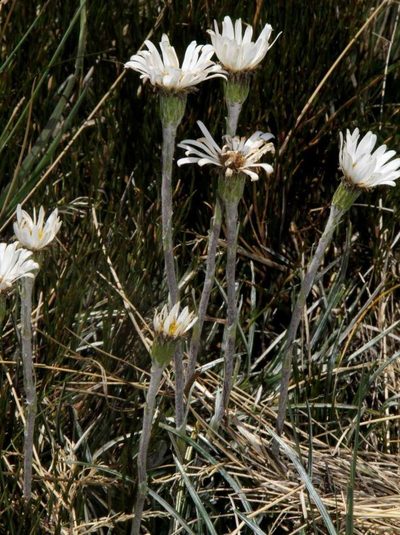 Celmisia pugioniformis, photographed by Russell Best