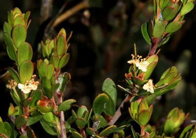 Micrantheum hexandrum, photographed by Russell Best