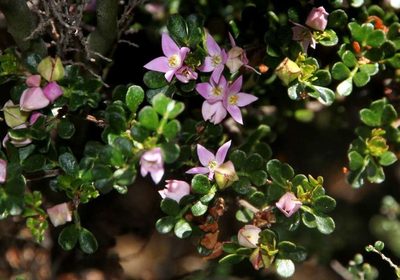 Boronia algida, photographed by Russell Best