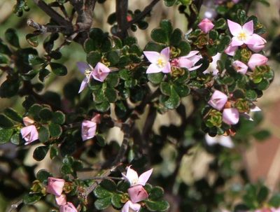 Boronia algida, photographed by Russell Best