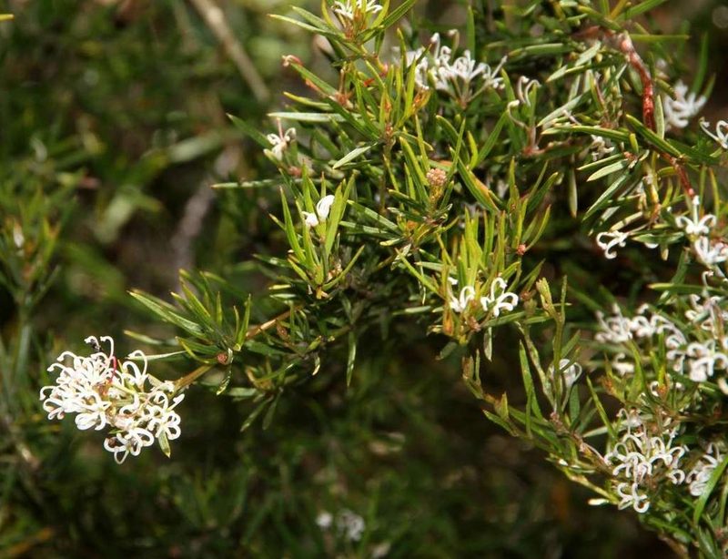 Grevillea alpivaga, photographed by Russell Best