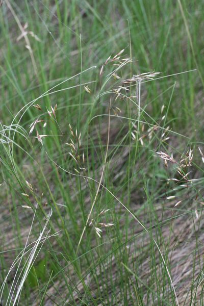 Helictotrichon desertorum, photographed by Oleg Kosterin