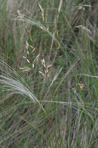 Helictotrichon desertorum, photographed by Oleg Kosterin