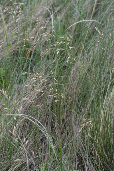 Helictotrichon desertorum, photographed by Oleg Kosterin