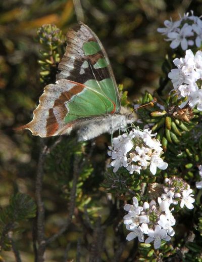 Westringia senifolia, photographed by Russell Best
