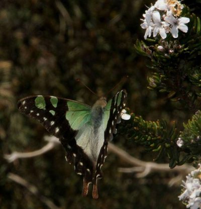 Westringia senifolia, photographed by Russell Best