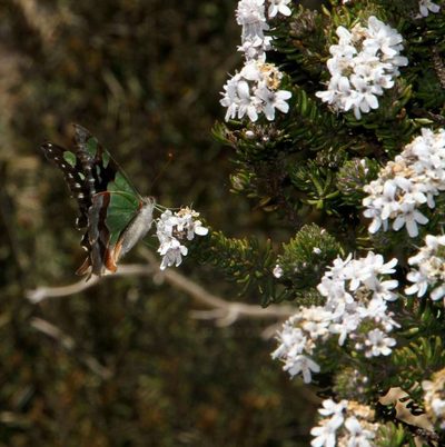 Westringia senifolia, photographed by Russell Best