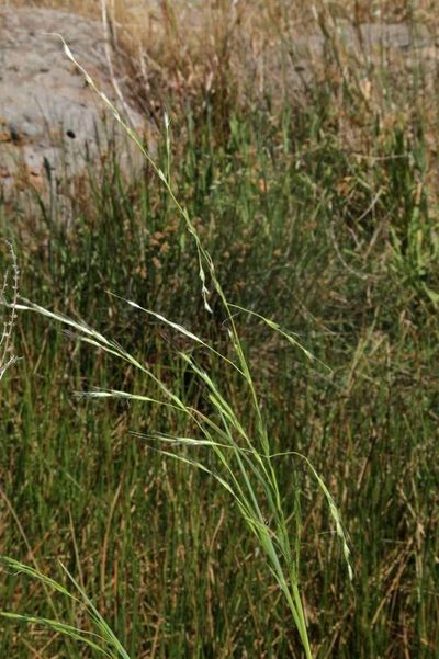 Amphibromus nervosus, photographed by Russell Best