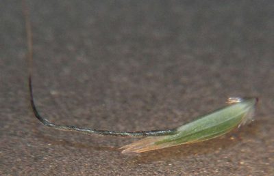 Amphibromus nervosus, photographed by Russell Best