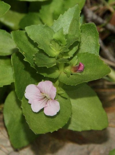 Gratiola peruviana, photographed by Russell Best