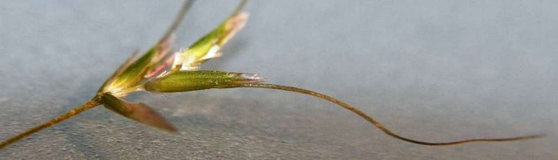 Amphibromus nervosus, photographed by Russell Best
