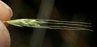 Amphibromus nervosus, photographed by Russell Best