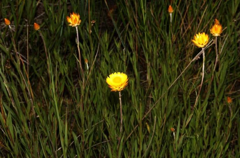 Xerochrysum palustre, photographed by Russell Best