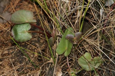 Centella cordifolia, photographed by Russell Best