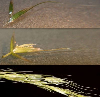 Amphibromus nervosus, photographed by Russell Best