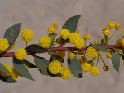 Acacia brachybotrya, photographed by Russell Best