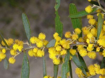 Acacia trineura, photographed by Russell Best