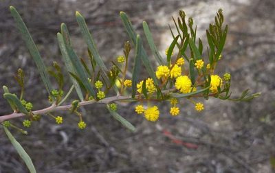Acacia ligulata, photographed by Russell Best