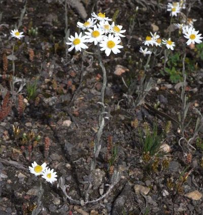 Rhodanthe corymbiflora, photographed by Russell Best