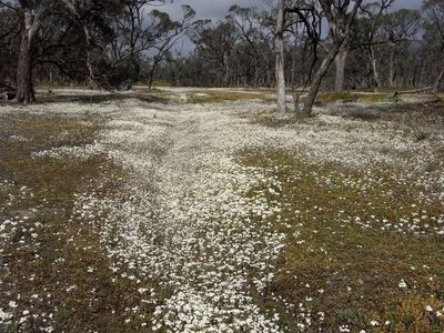Rhodanthe corymbiflora, photographed by Russell Best