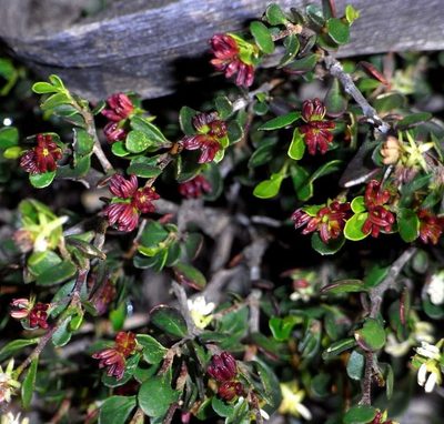 Dodonaea bursariifolia, photographed by Russell Best