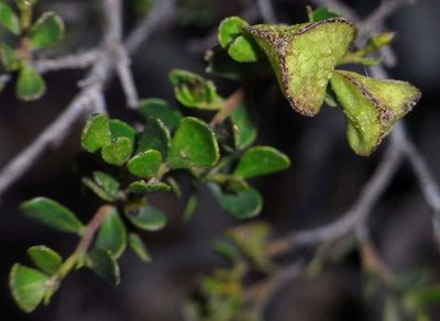 Dodonaea bursariifolia, photographed by Russell Best