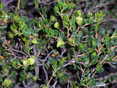Dodonaea bursariifolia, photographed by Russell Best