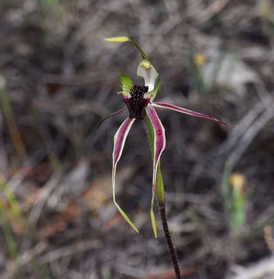 Caladenia verrucosa, photographed by Russell Best