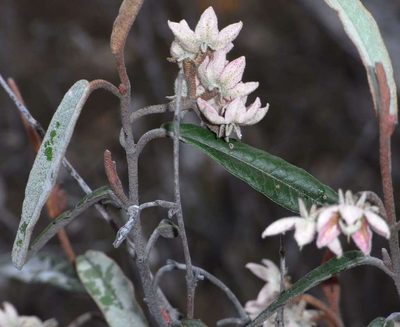 Lasiopetalum behrii, photographed by Russell Best