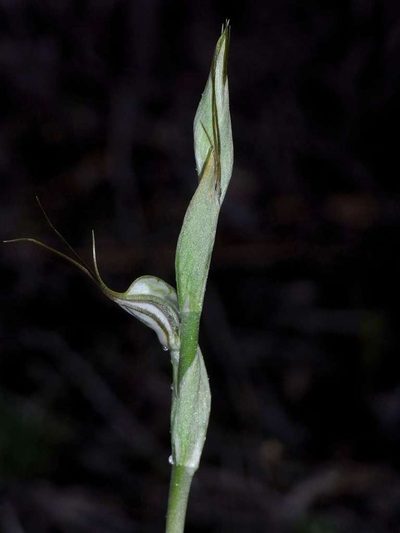 Pterostylis biseta, photographed by Russell Best