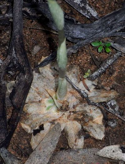 Pterostylis biseta, photographed by Russell Best