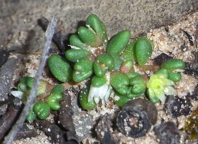 Calandrinia granulifera, photographed by Russell Best